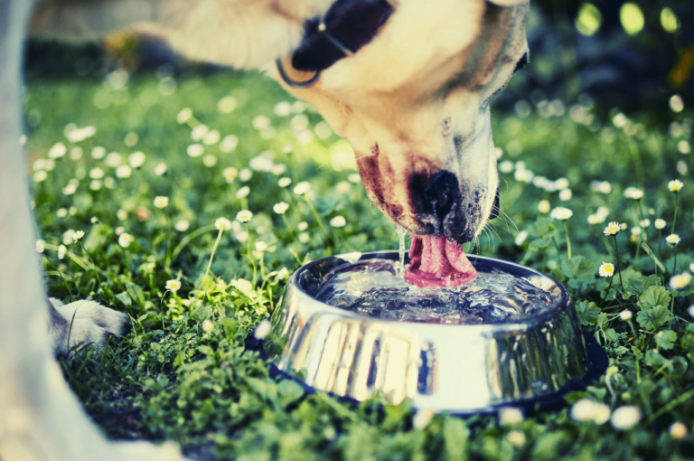 How Much Water Should a Dog Drink a Day?