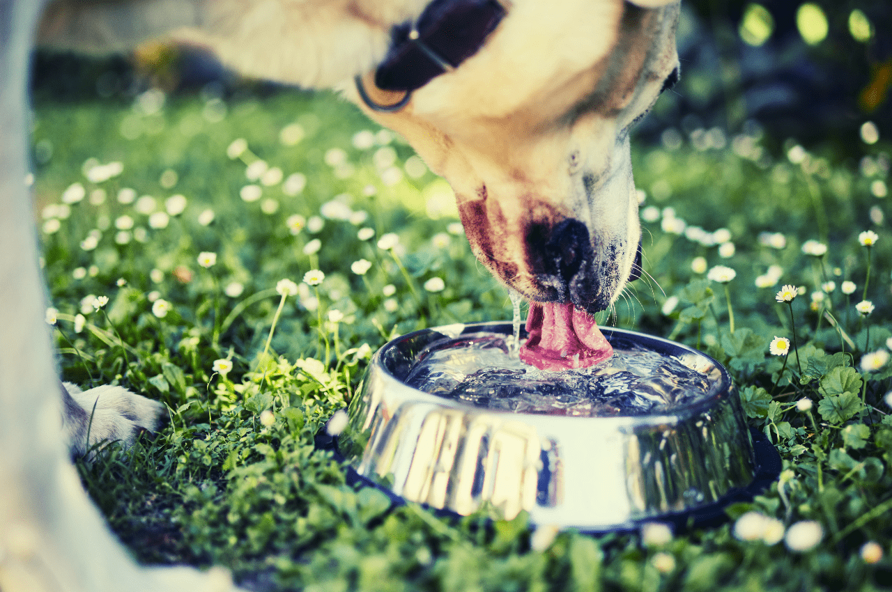 How Much Water Should a Dog Drink a Day