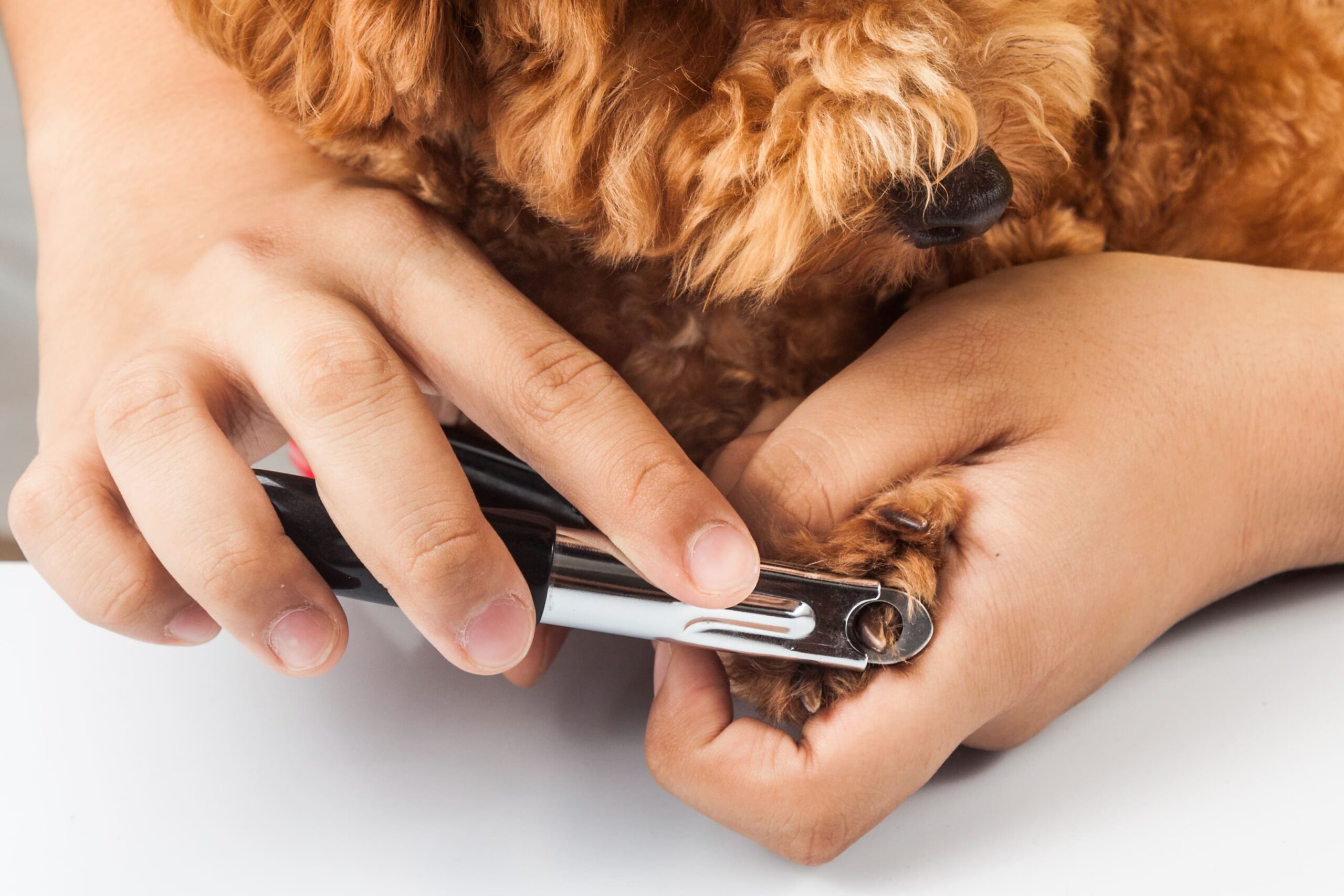How to Cut Dog Nails