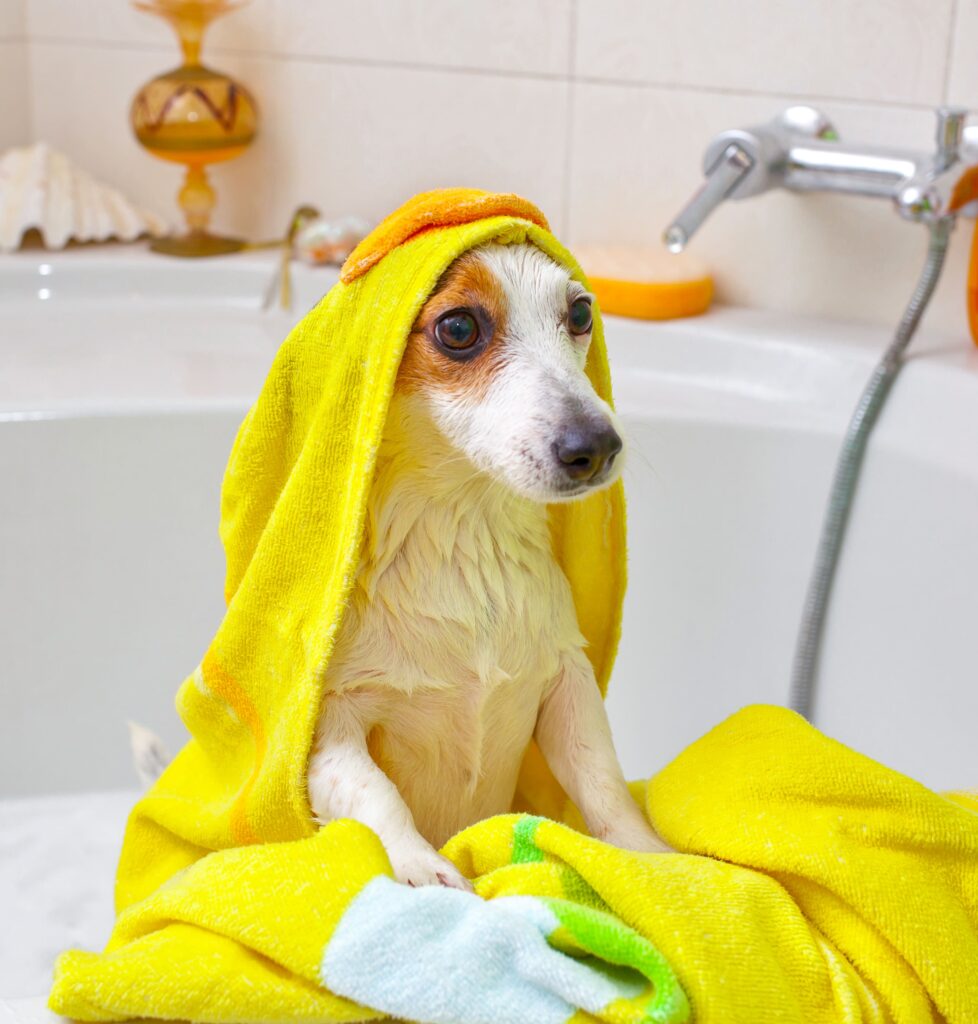dog taking a bath in a bathtub