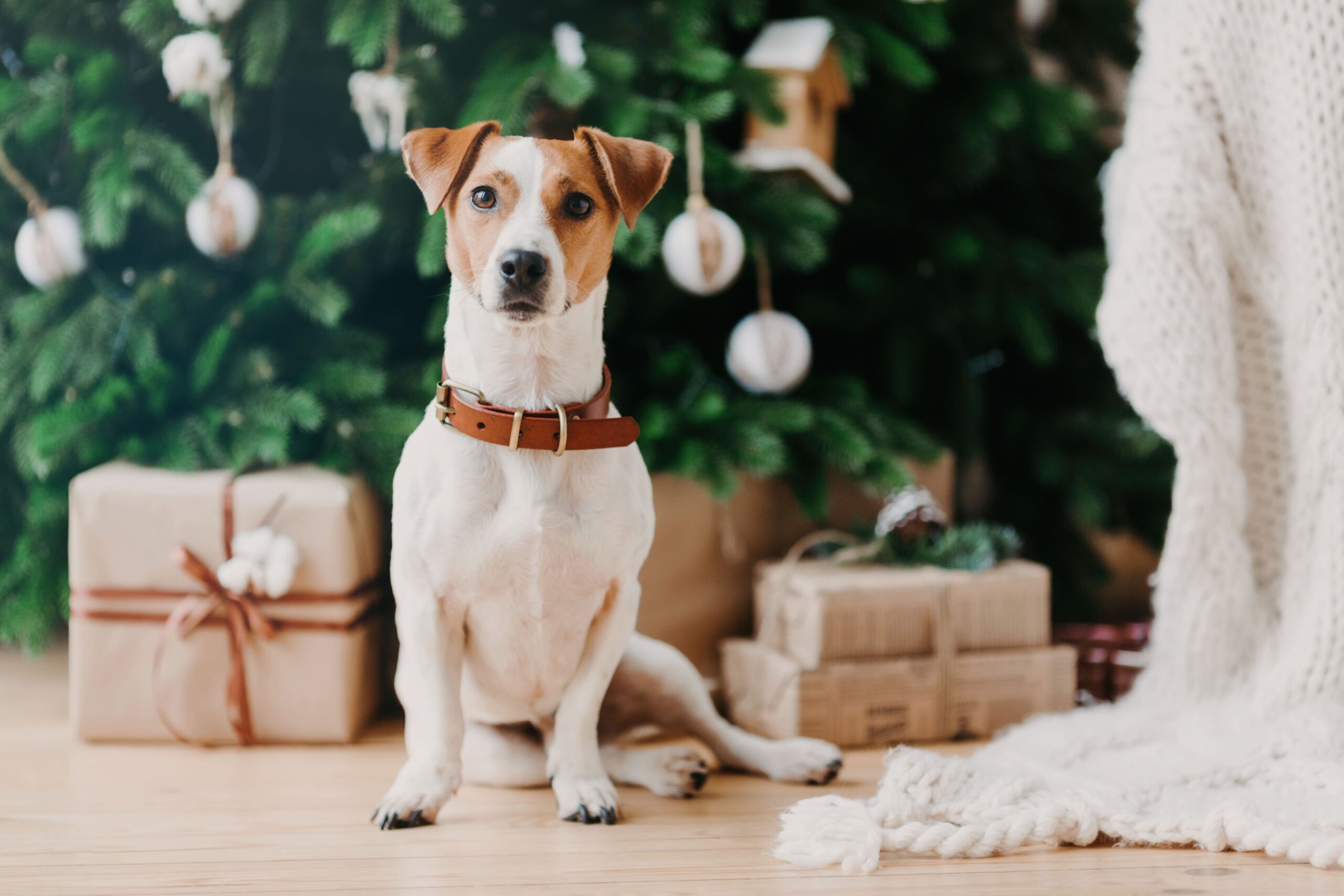 Best Dog Christmas Gifts