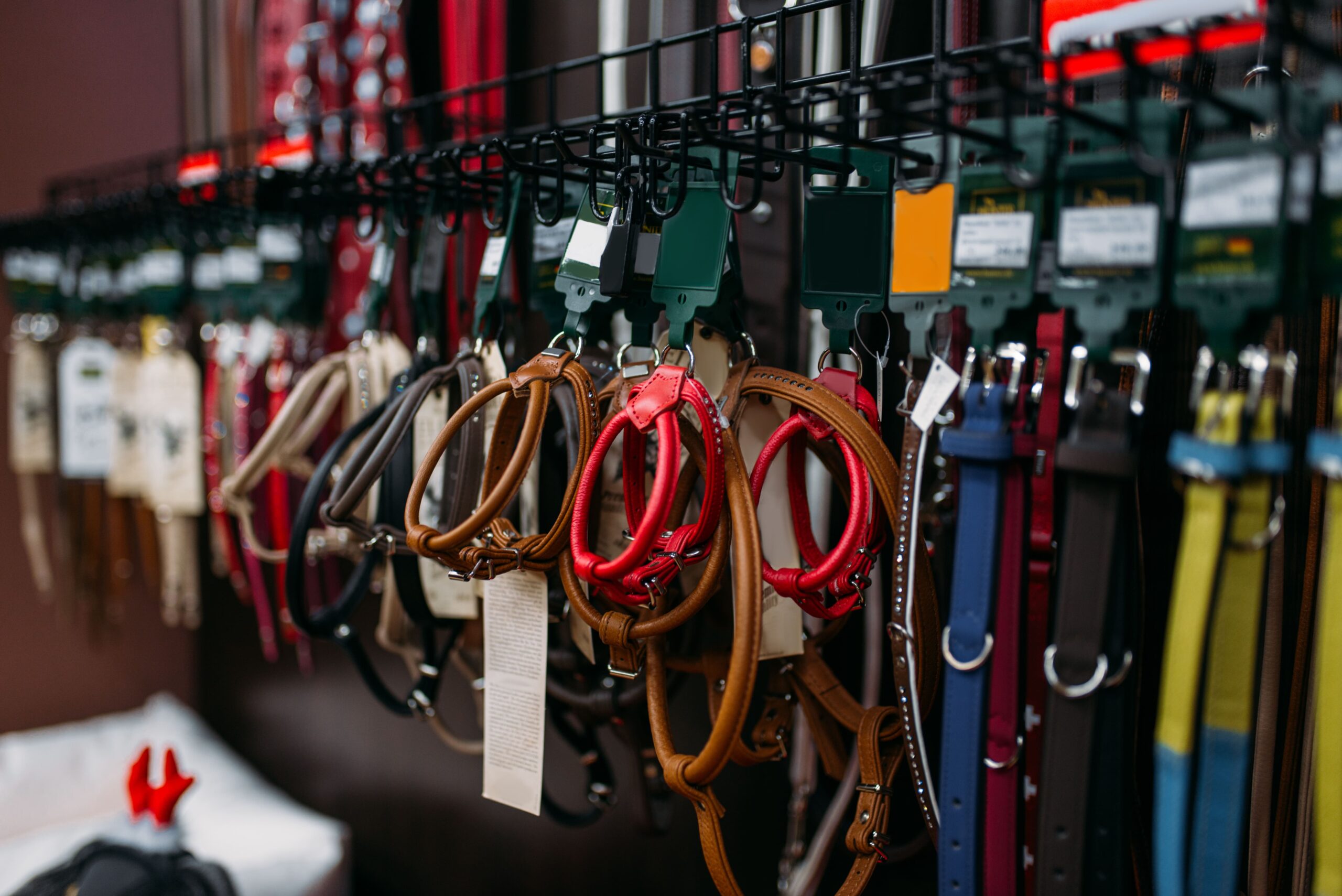 How to Choose the Right Dog Leash