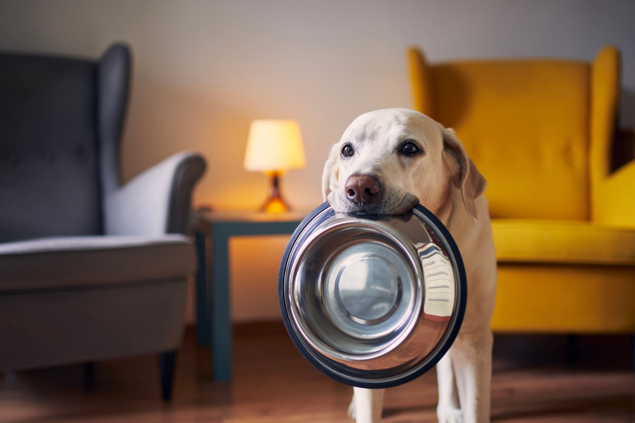 Best Dog Food Bowls