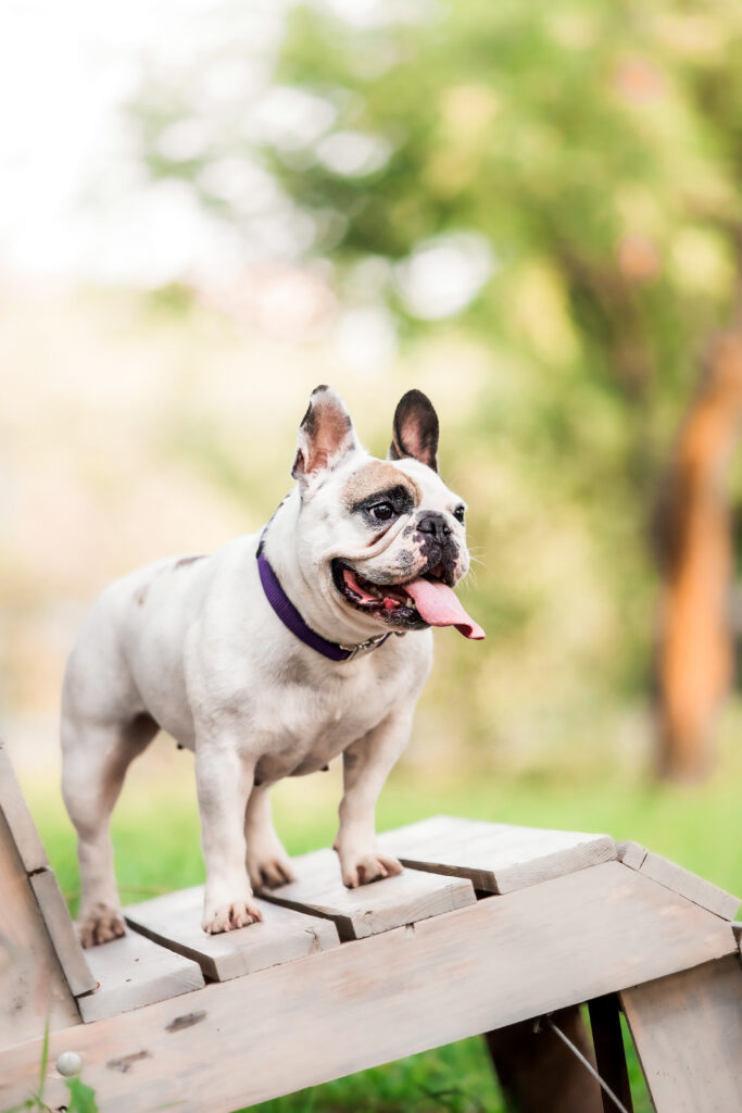 a french bulldog sits on the grass looking up at t 2023 11 27 04 54 08 utc