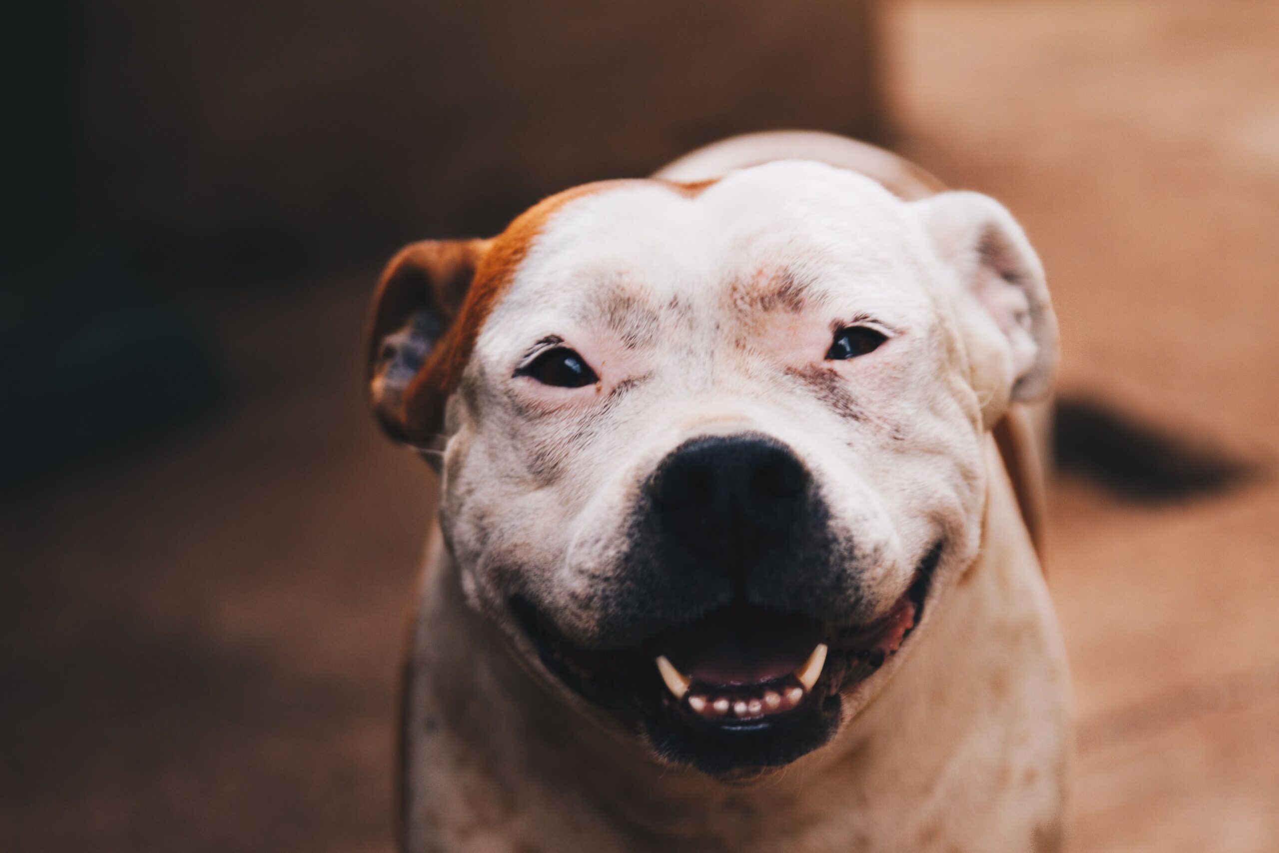 Best Dog Names in 2024