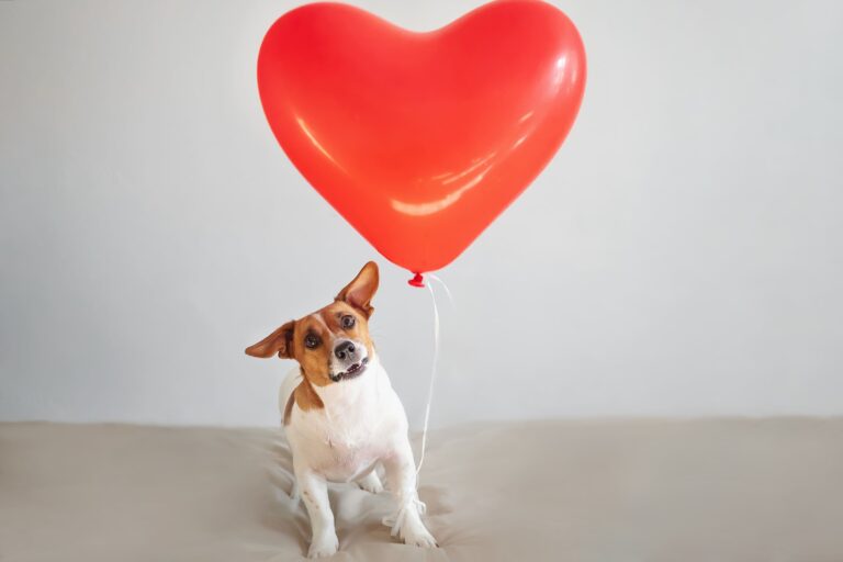 Dog Valentine Puns