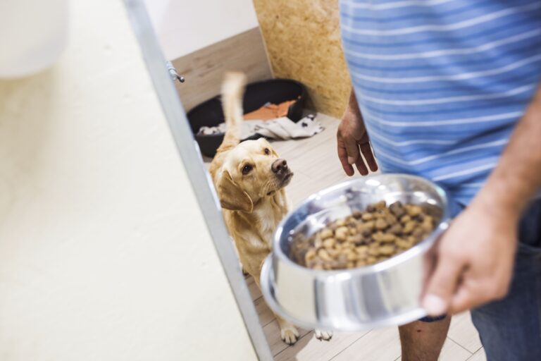 How to Store Dog Food