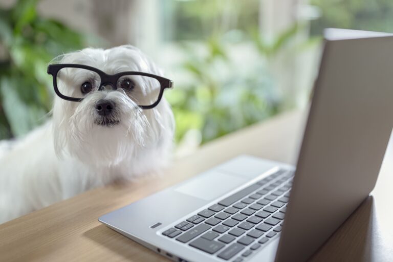 Top 7 Online Dog Stores