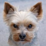 Yorkie Grooming