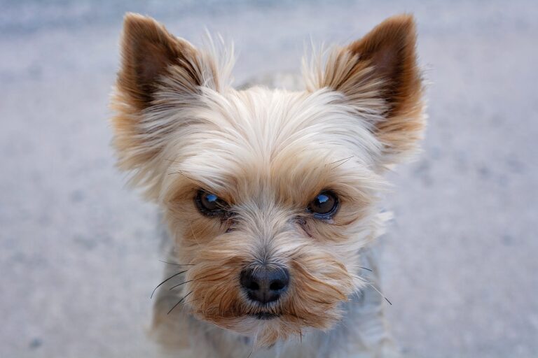 Yorkie Grooming Guide: Bathing, Brushing, Haircuts & Home Care