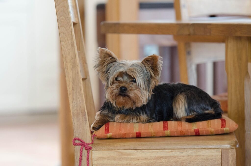Yorkie Grooming