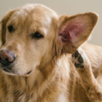 Golden dog scratching its ear, a common sign of itchy skin and ear infections