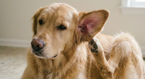 Golden dog scratching its ear, a common sign of itchy skin and ear infections